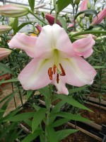 [4184 Prescott VH No02.JPG]